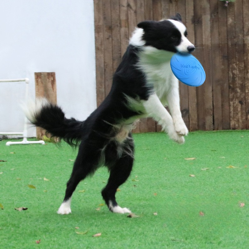 Dog Frisbee, Border Animal Pet - Frisbee Freestyle Disc 评论和价格